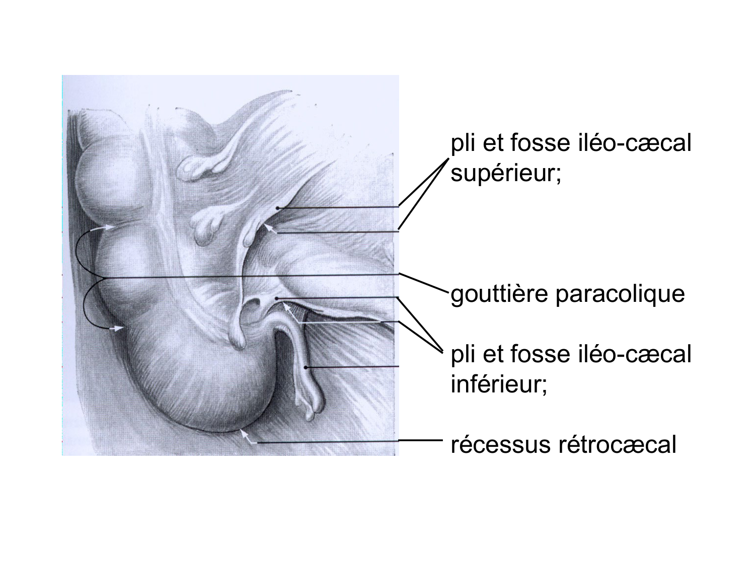 Anatomie du système de défense2 page 66