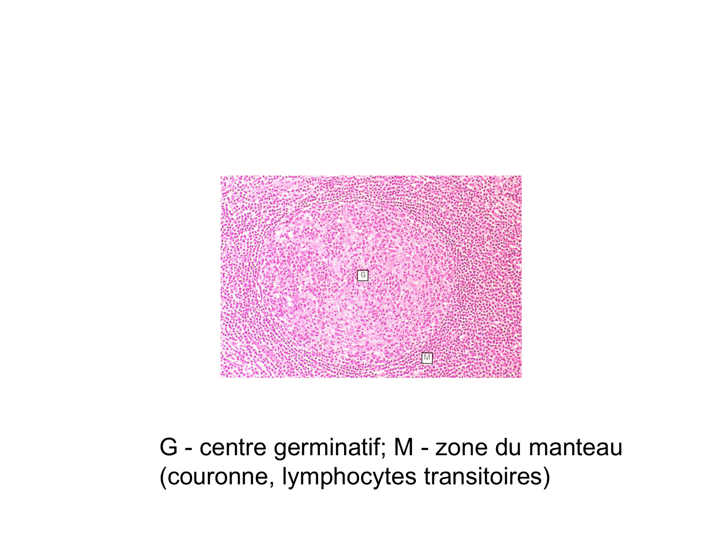 Anatomie du système de défense2 page 70