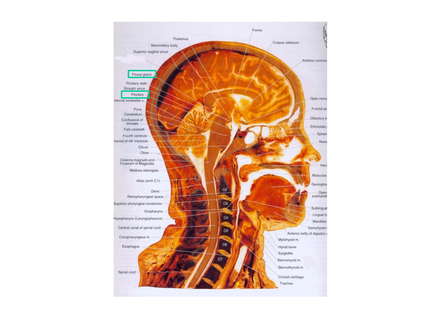 Anatomie du système endocrinien2 page 9