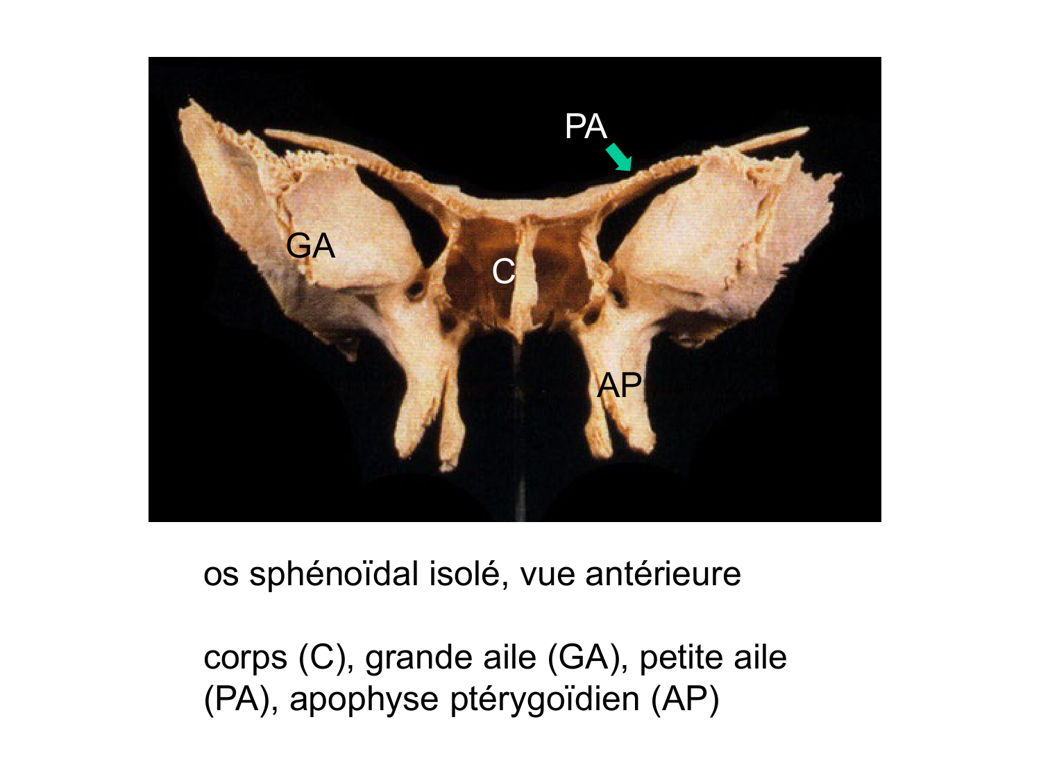 Anatomie du système endocrinien2 page 13