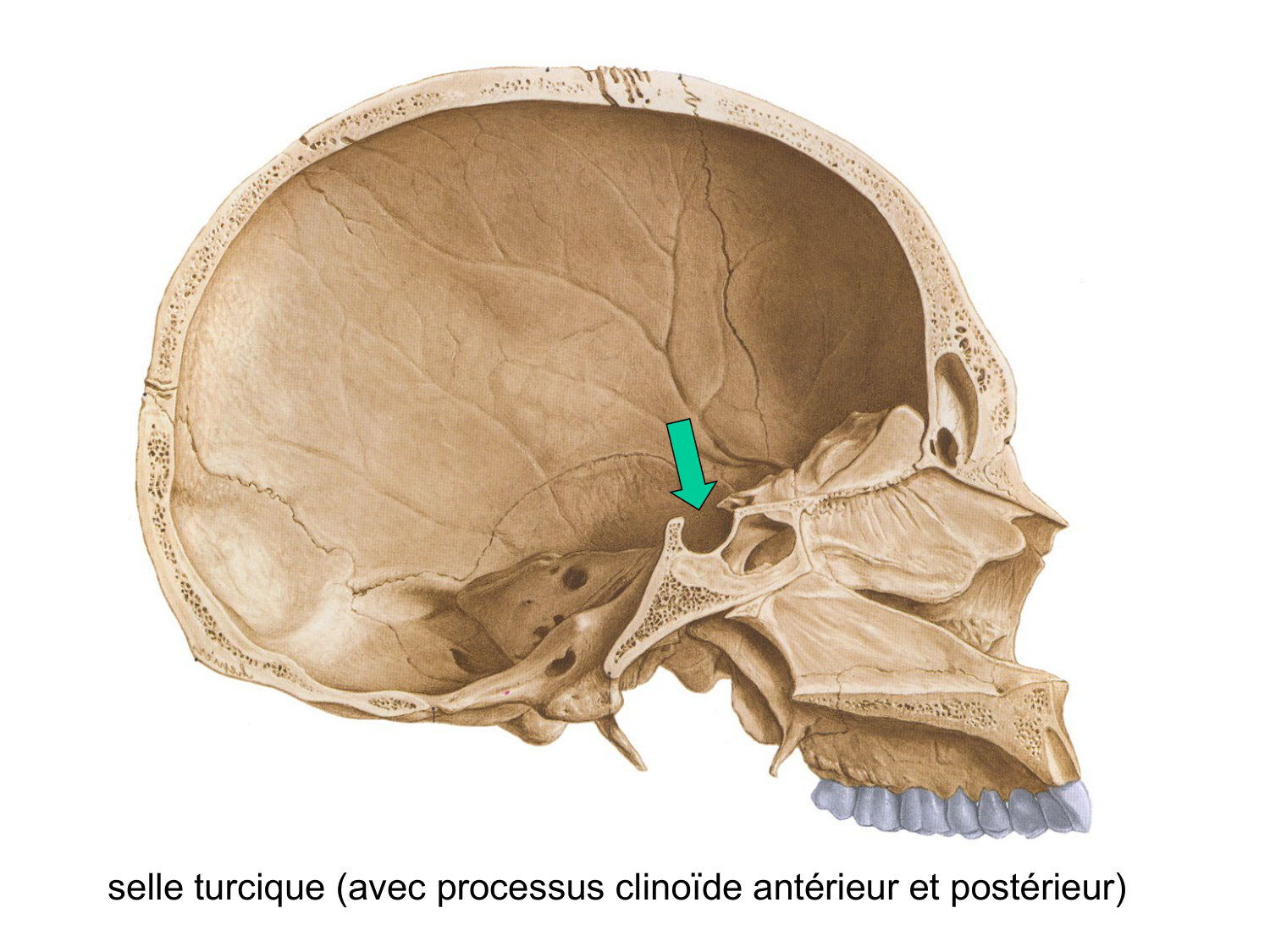 Anatomie du système endocrinien2 page 14