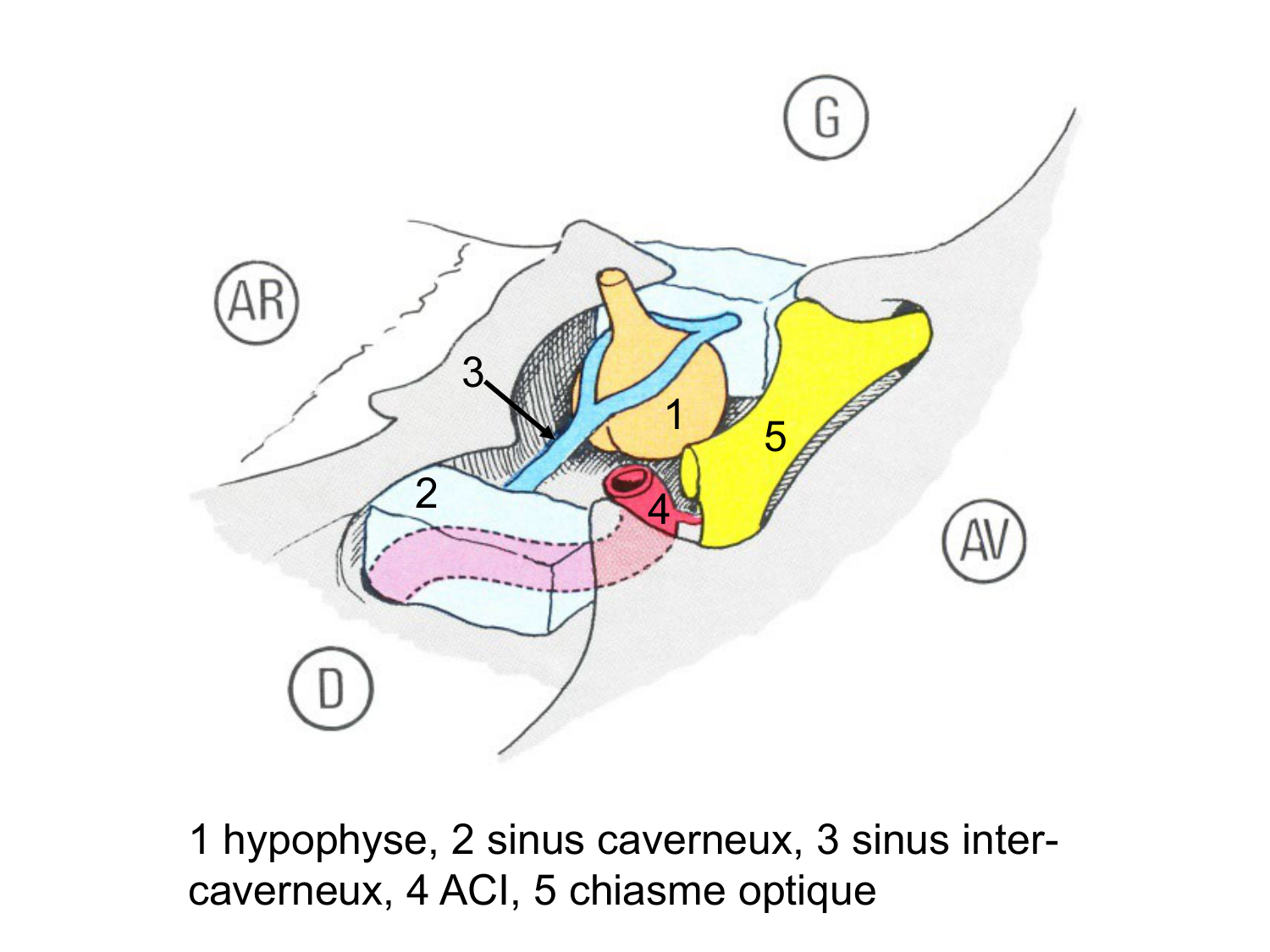 Anatomie du système endocrinien2 page 16
