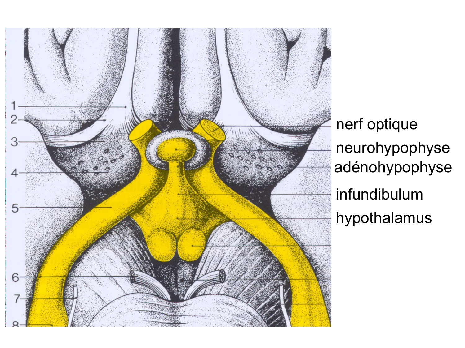 Anatomie du système endocrinien2 page 17