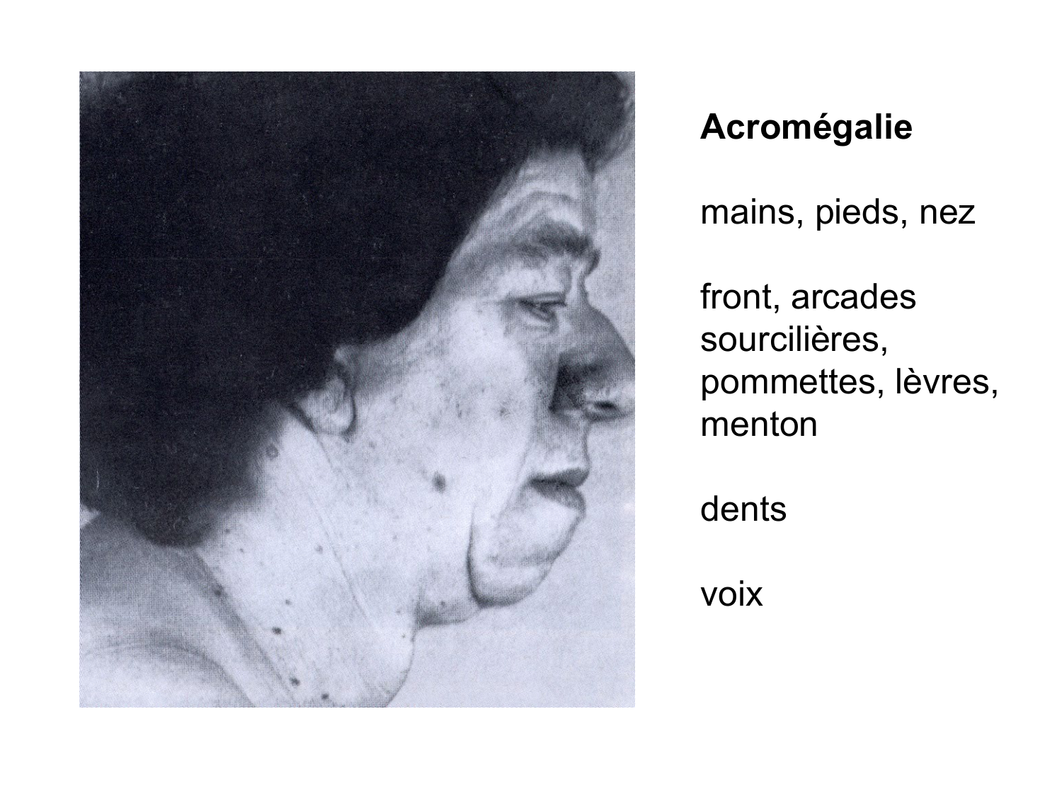 Anatomie du système endocrinien2 page 19