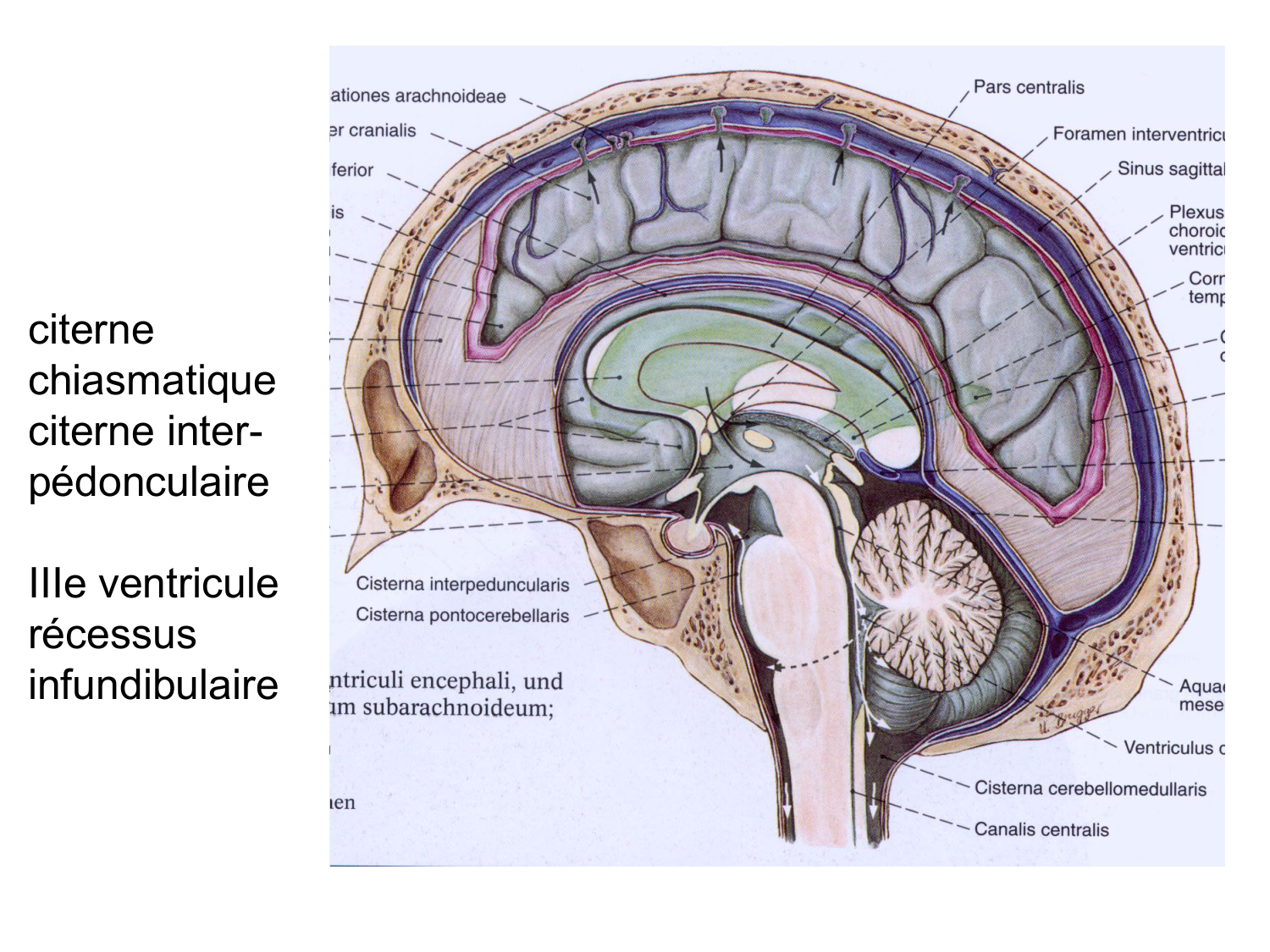 Anatomie du système endocrinien2 page 20