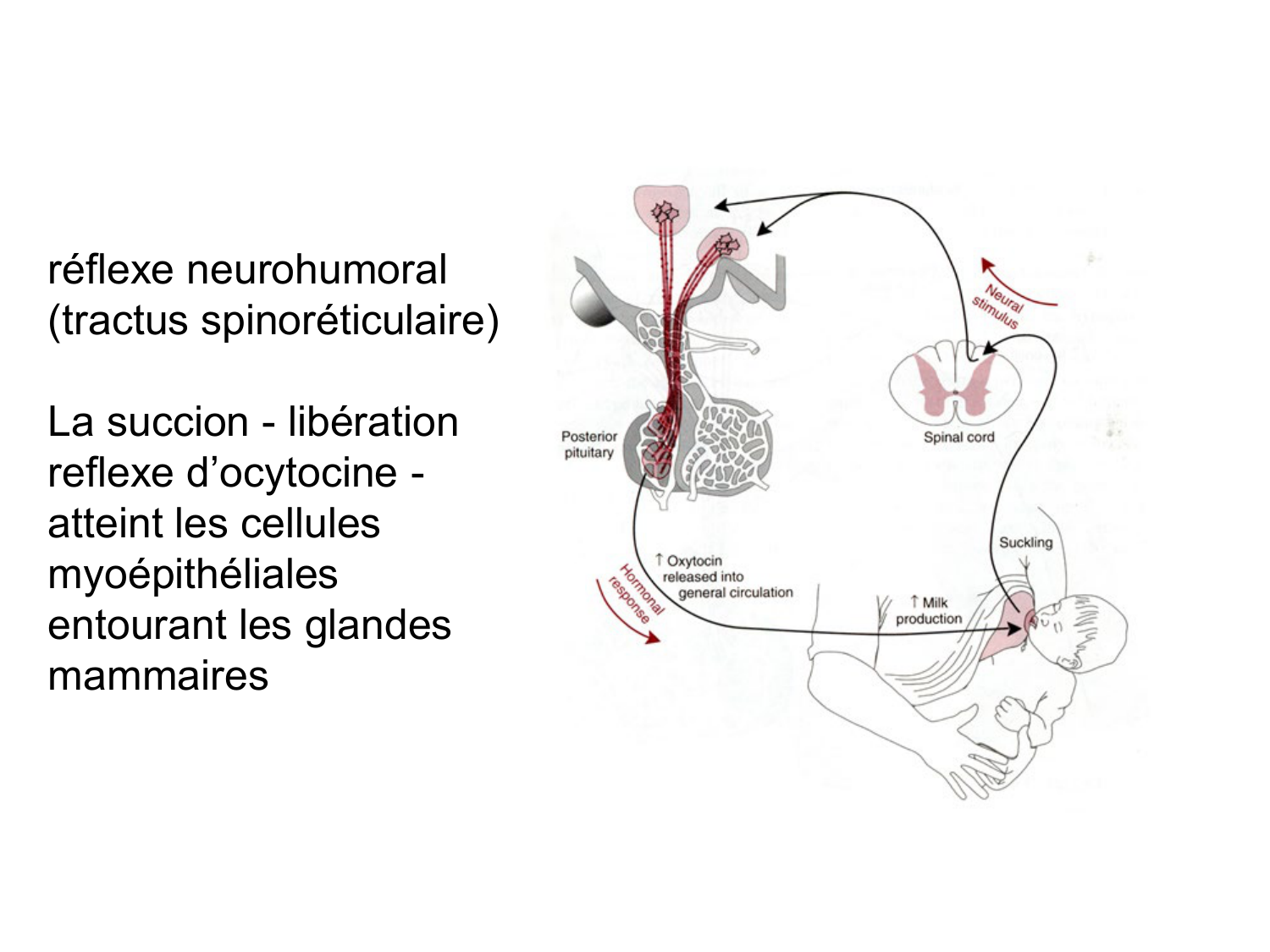 Anatomie du système endocrinien2 page 22