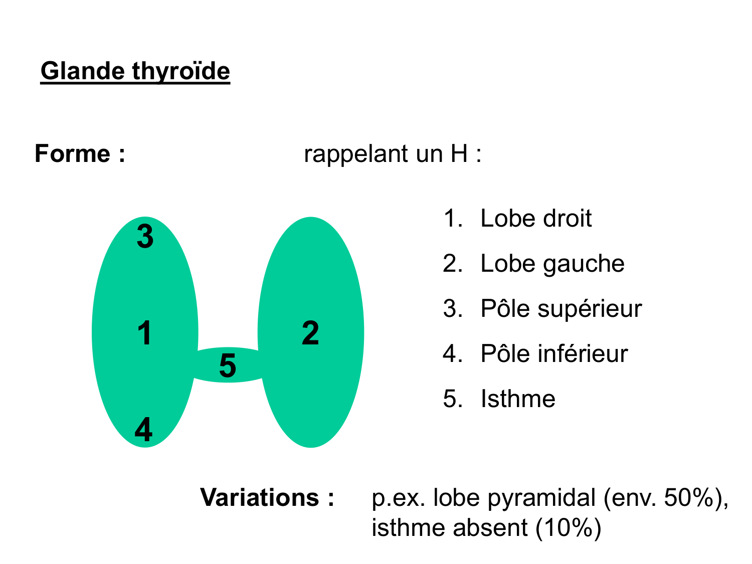 Anatomie du système endocrinien2 page 24