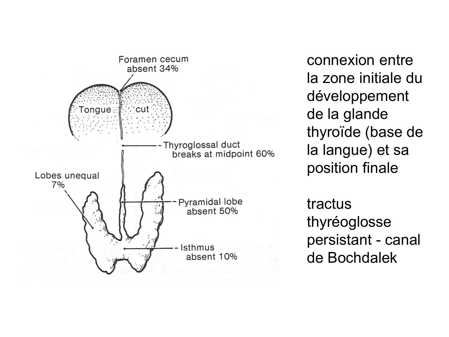 Anatomie du système endocrinien2 page 27