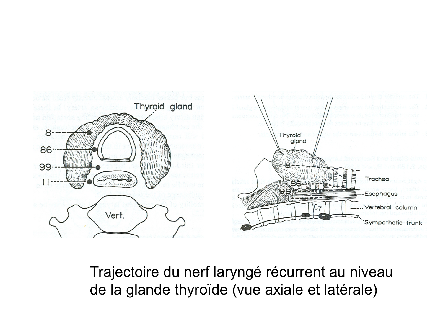 Anatomie du système endocrinien2 page 31