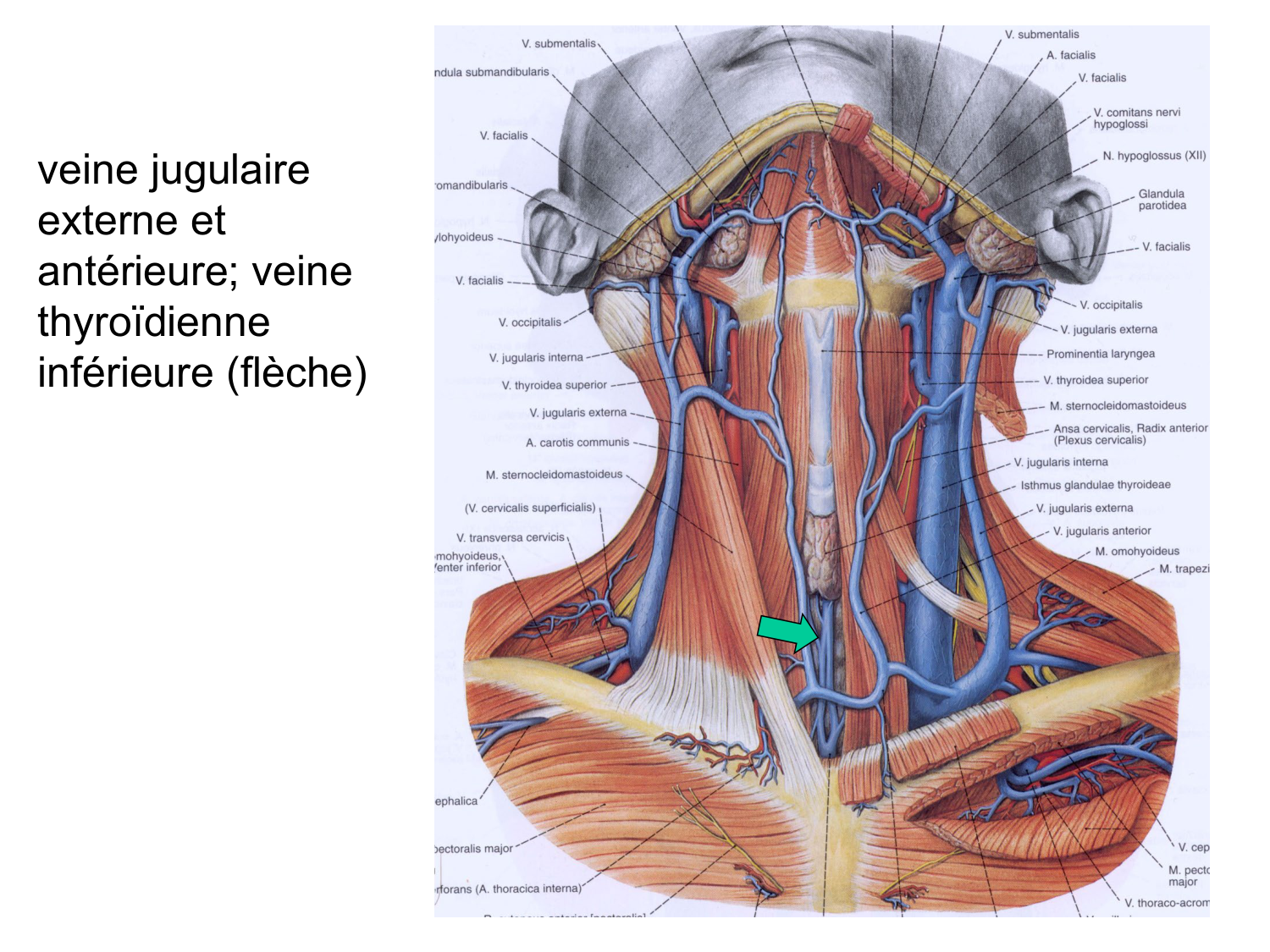 Anatomie du système endocrinien2 page 37