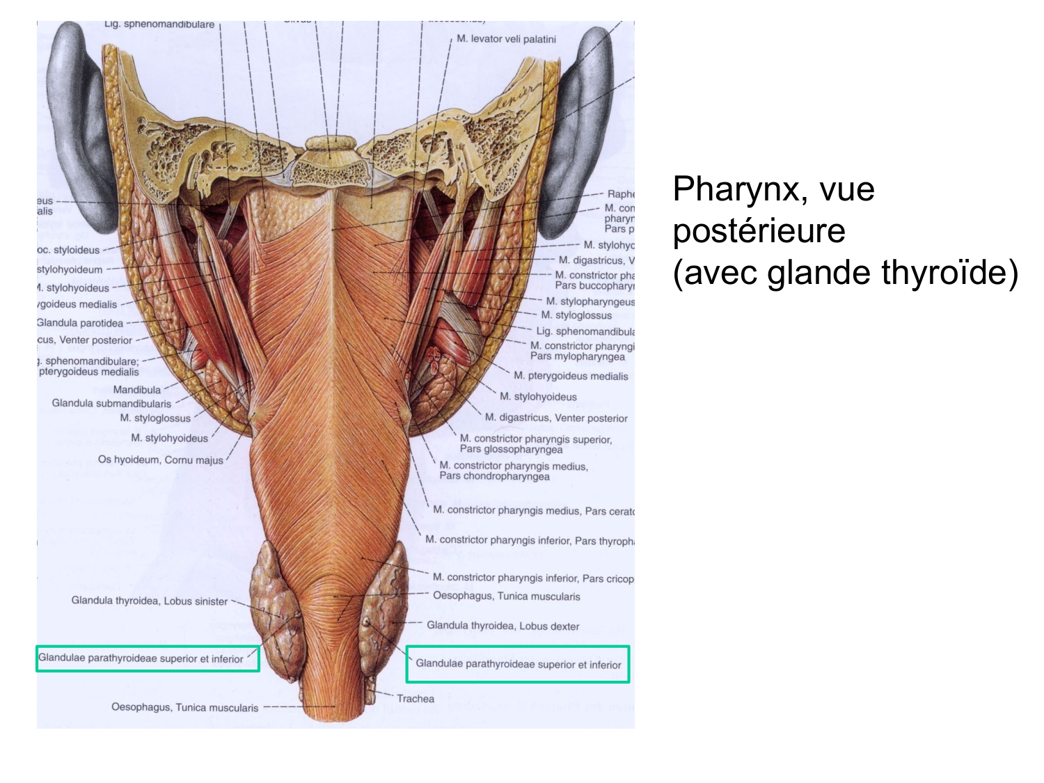 Anatomie du système endocrinien2 page 40
