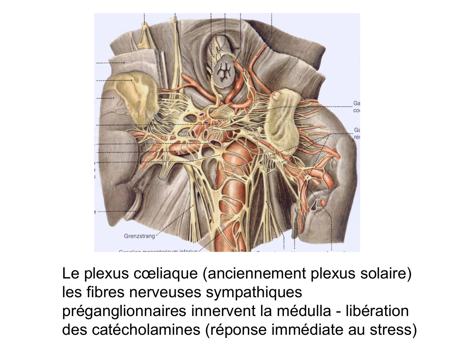 Anatomie du système endocrinien2 page 46