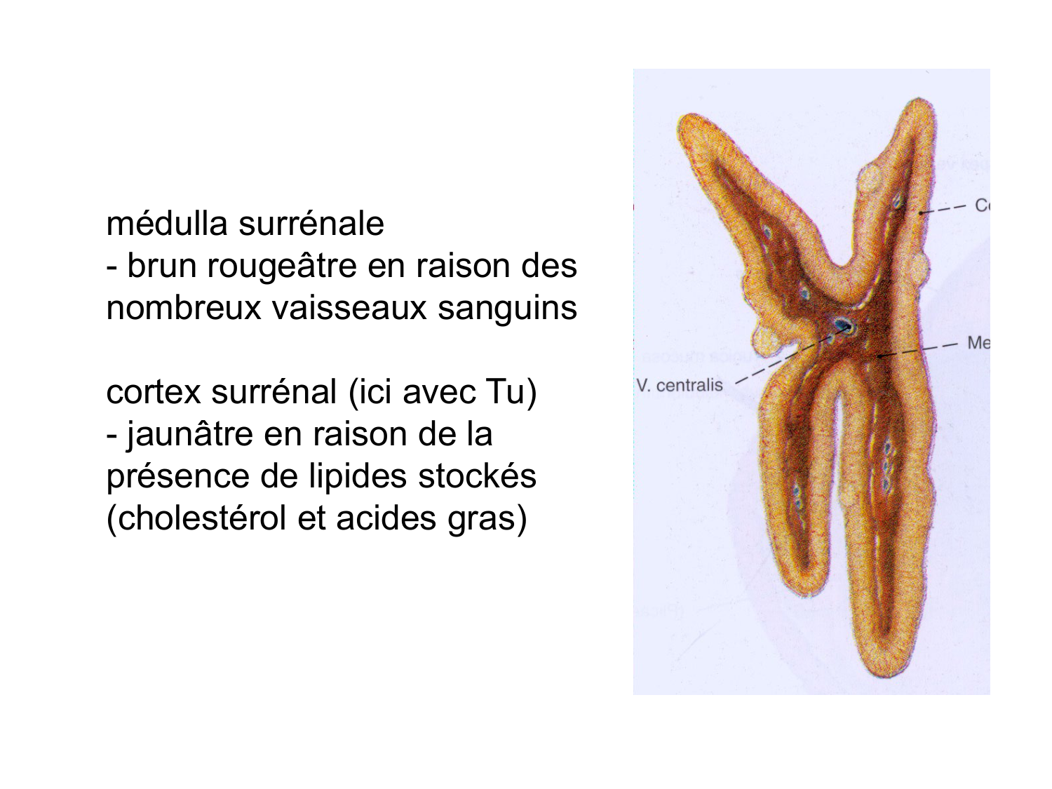 Anatomie du système endocrinien2 page 47