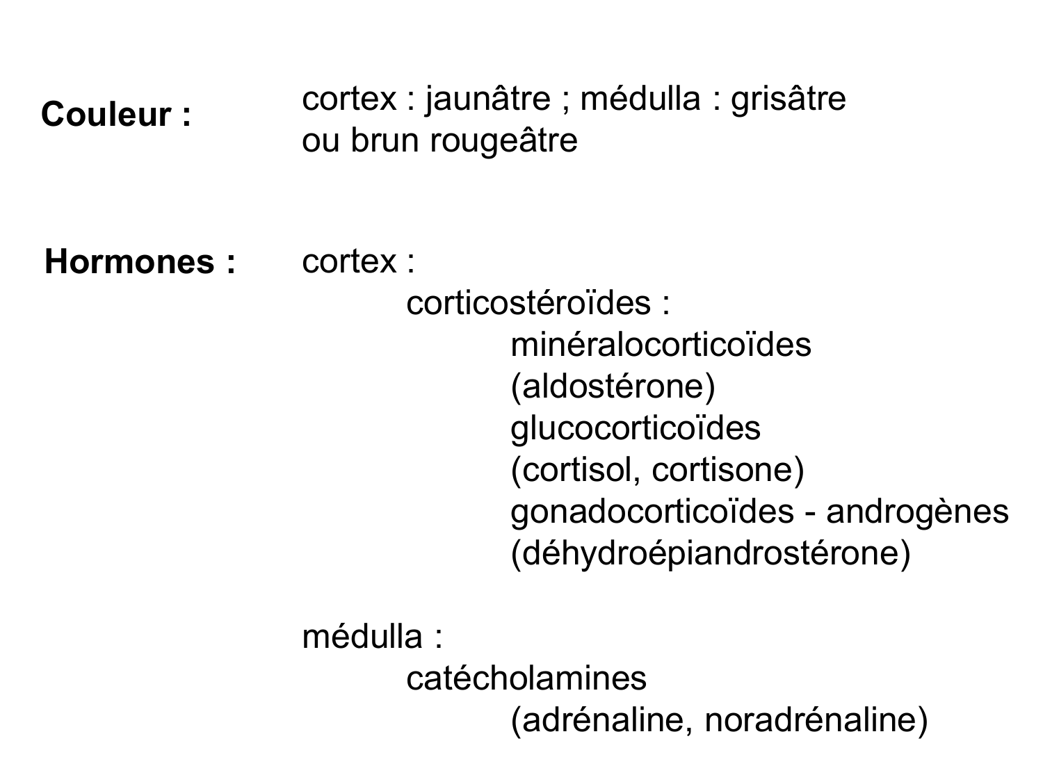 Anatomie du système endocrinien2 page 49