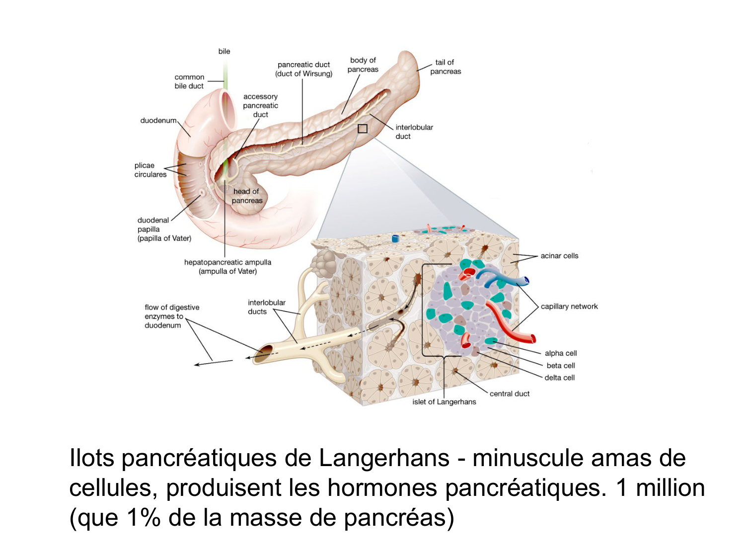 Anatomie du système endocrinien2 page 59