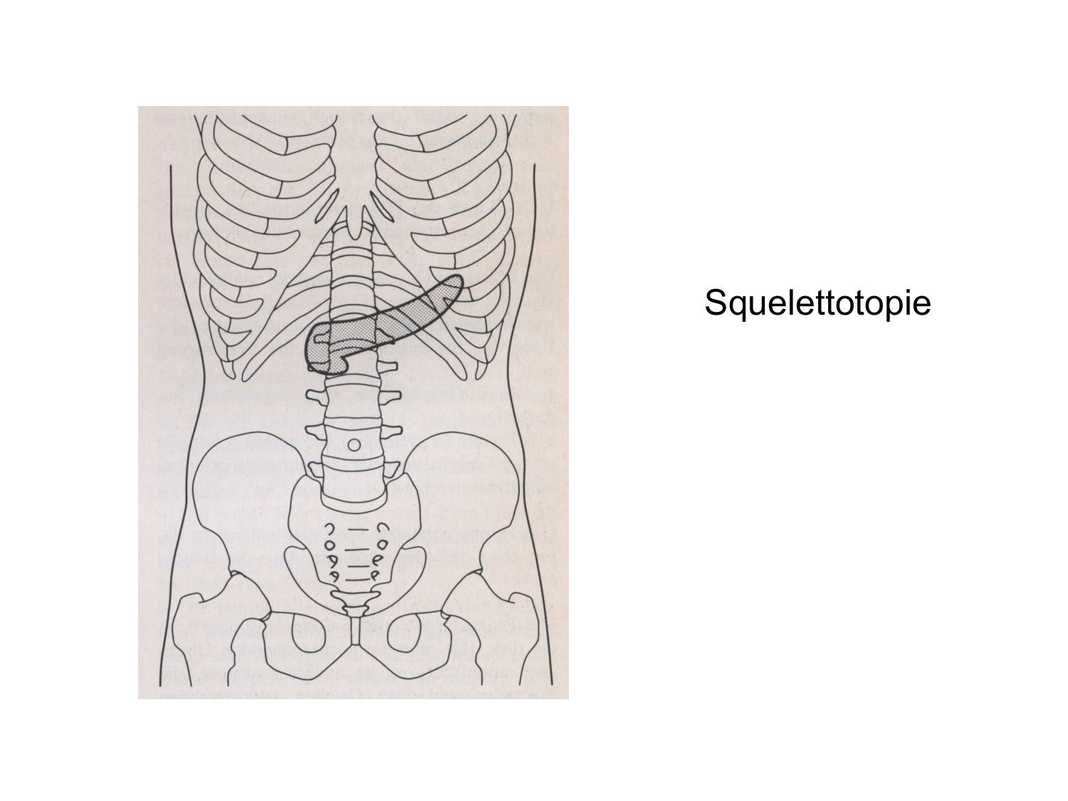Anatomie du système endocrinien2 page 63