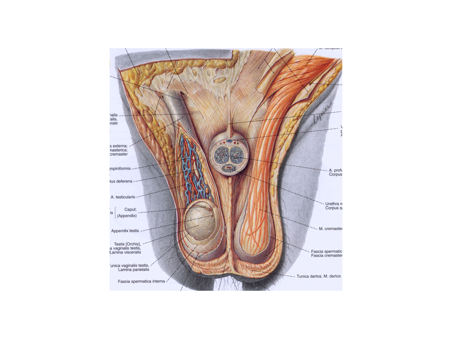 Anatomie du système endocrinien2 page 70