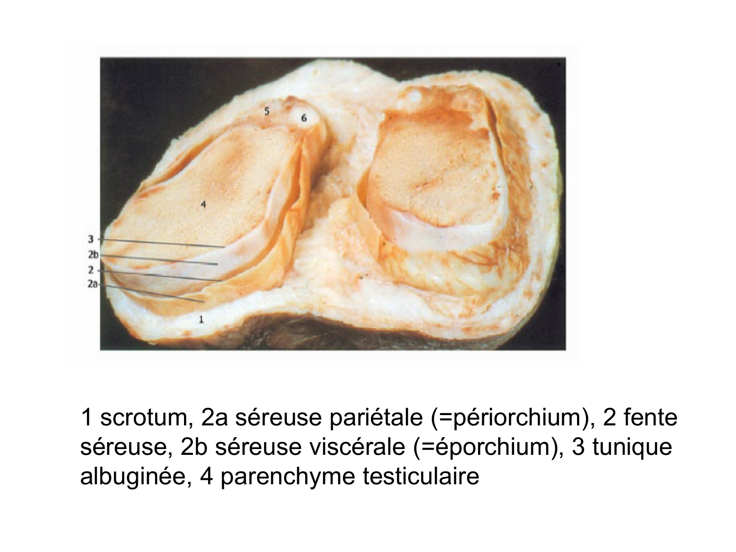 Anatomie du système endocrinien2 page 71