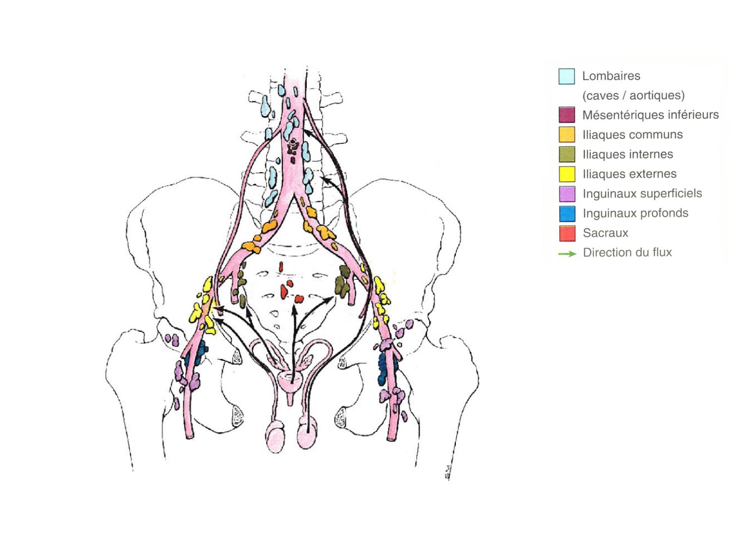 Anatomie du système endocrinien2 page 78