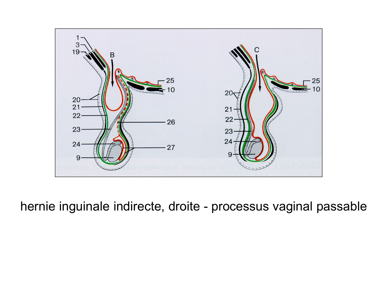 Anatomie du système endocrinien2 page 79