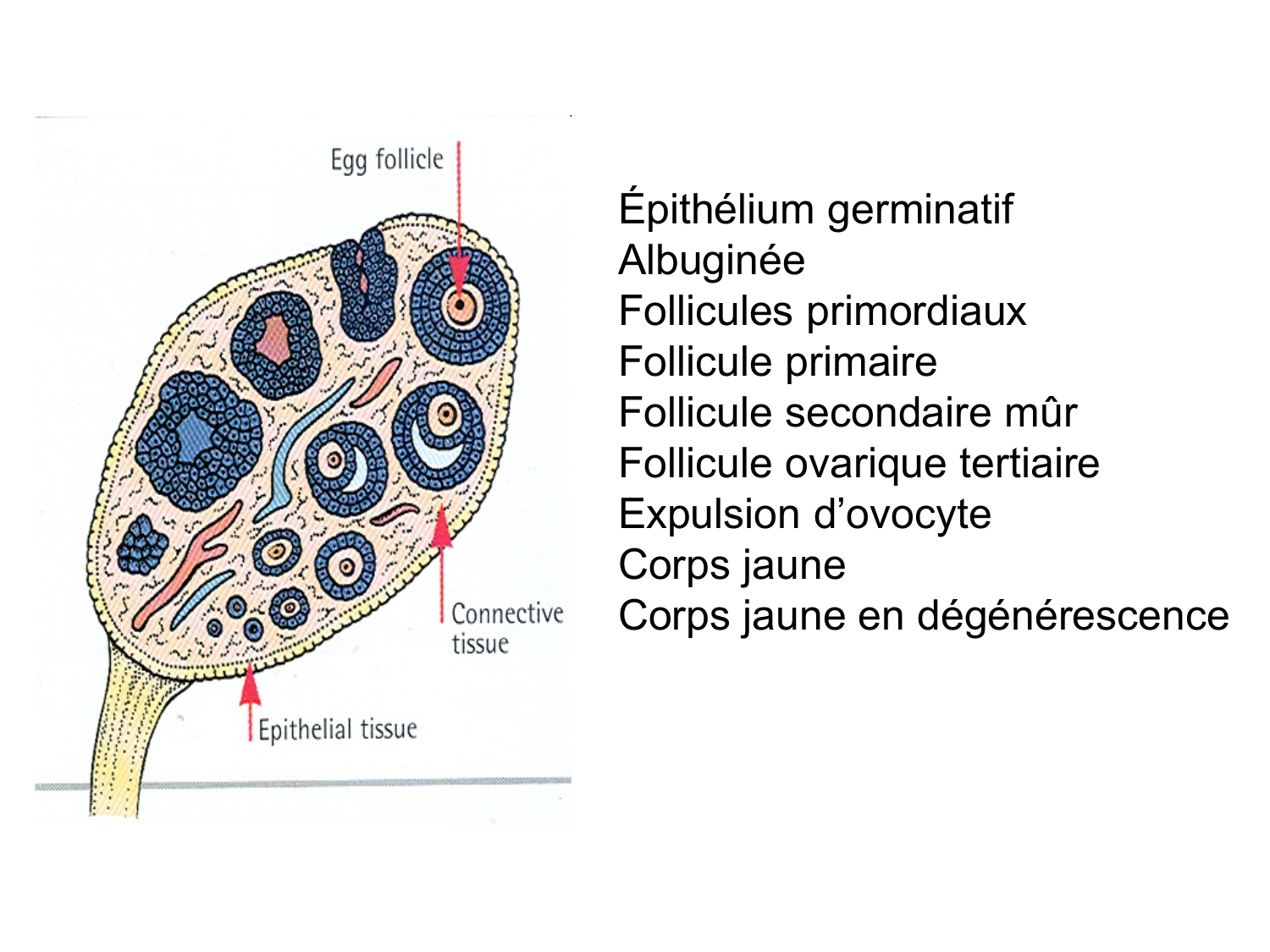 Anatomie du système endocrinien2 page 82