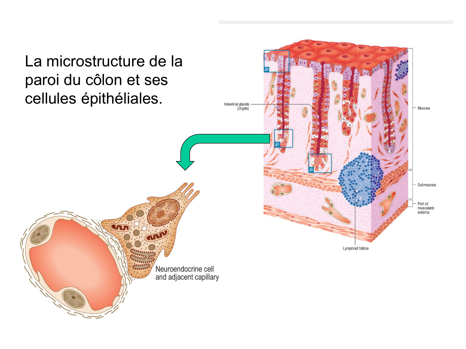 Anatomie du système endocrinien2 page 90