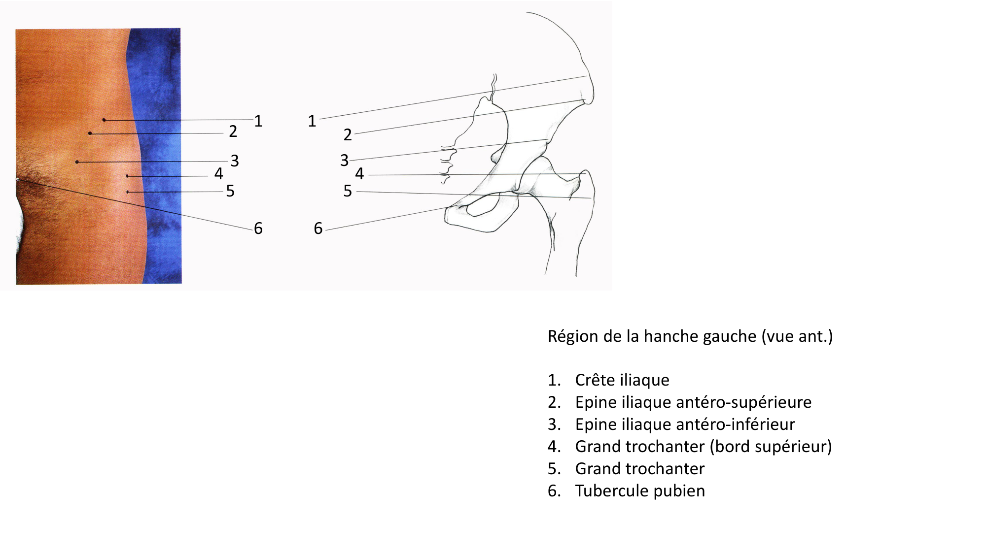 Anatomie palpatoire membre inf page 2
