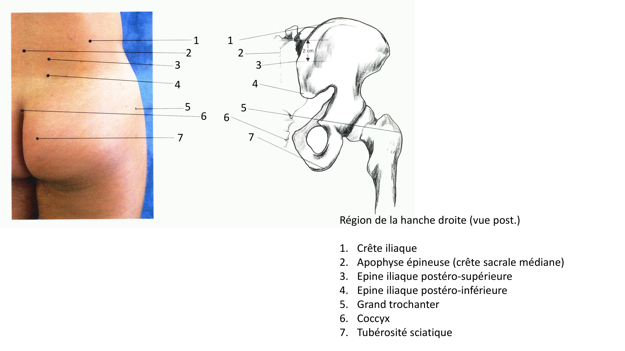 Anatomie palpatoire membre inf page 3