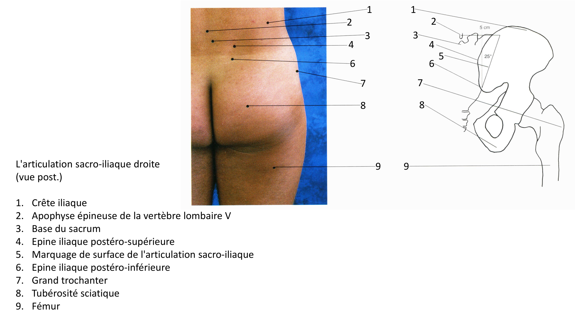 Anatomie palpatoire membre inf page 4