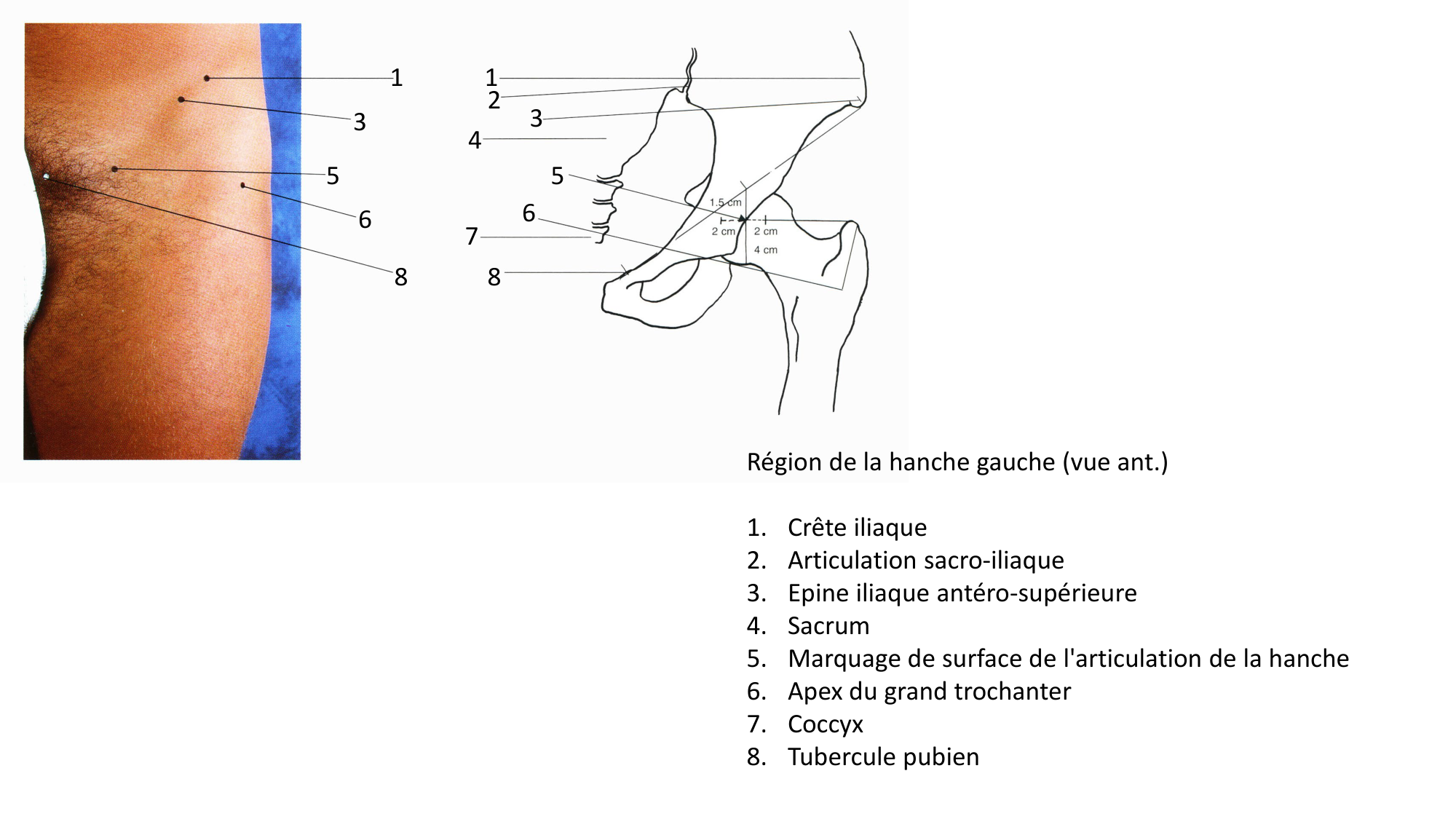 Anatomie palpatoire membre inf page 5