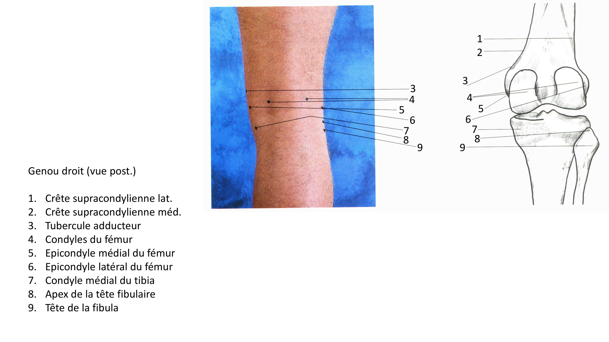 Anatomie palpatoire membre inf page 9