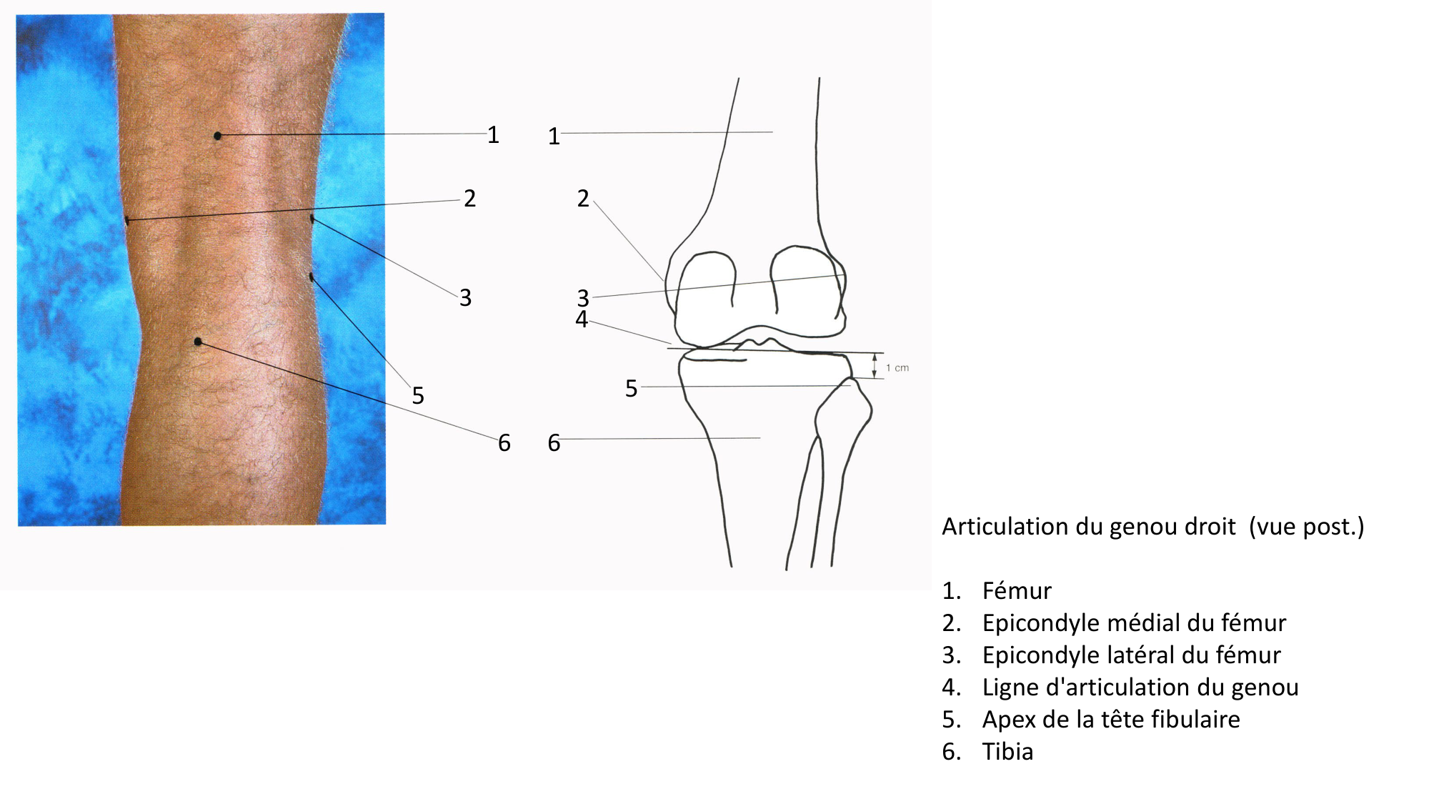 Anatomie palpatoire membre inf page 11