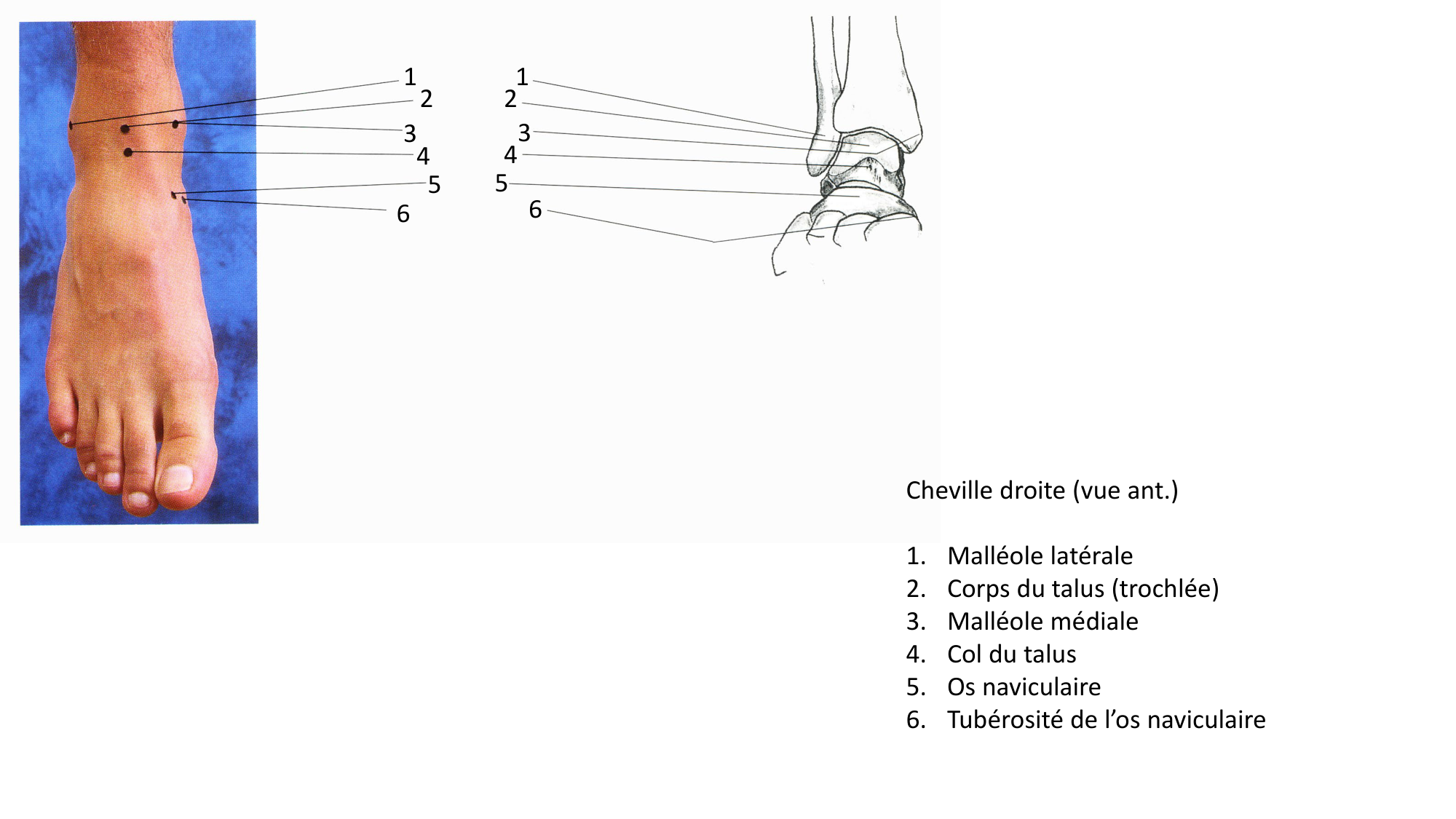 Anatomie palpatoire membre inf page 13