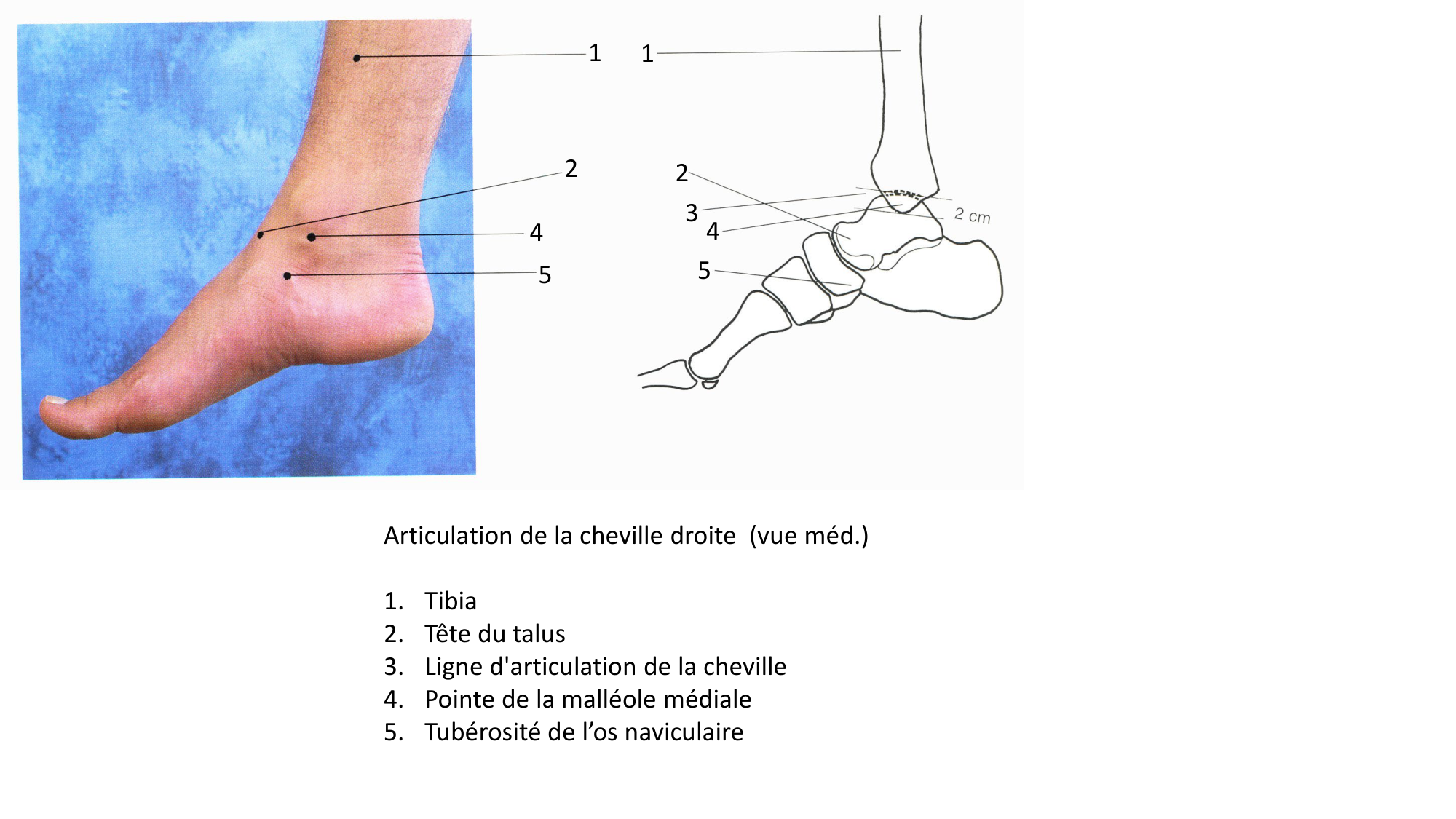Anatomie palpatoire membre inf page 19