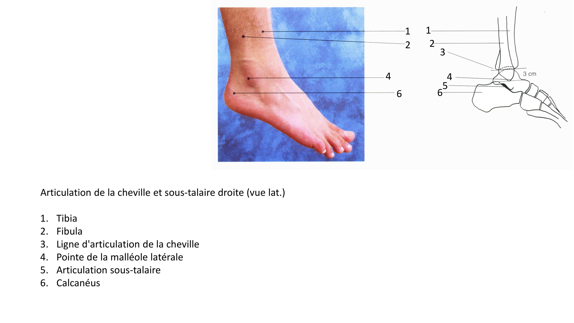 Anatomie palpatoire membre inf page 20