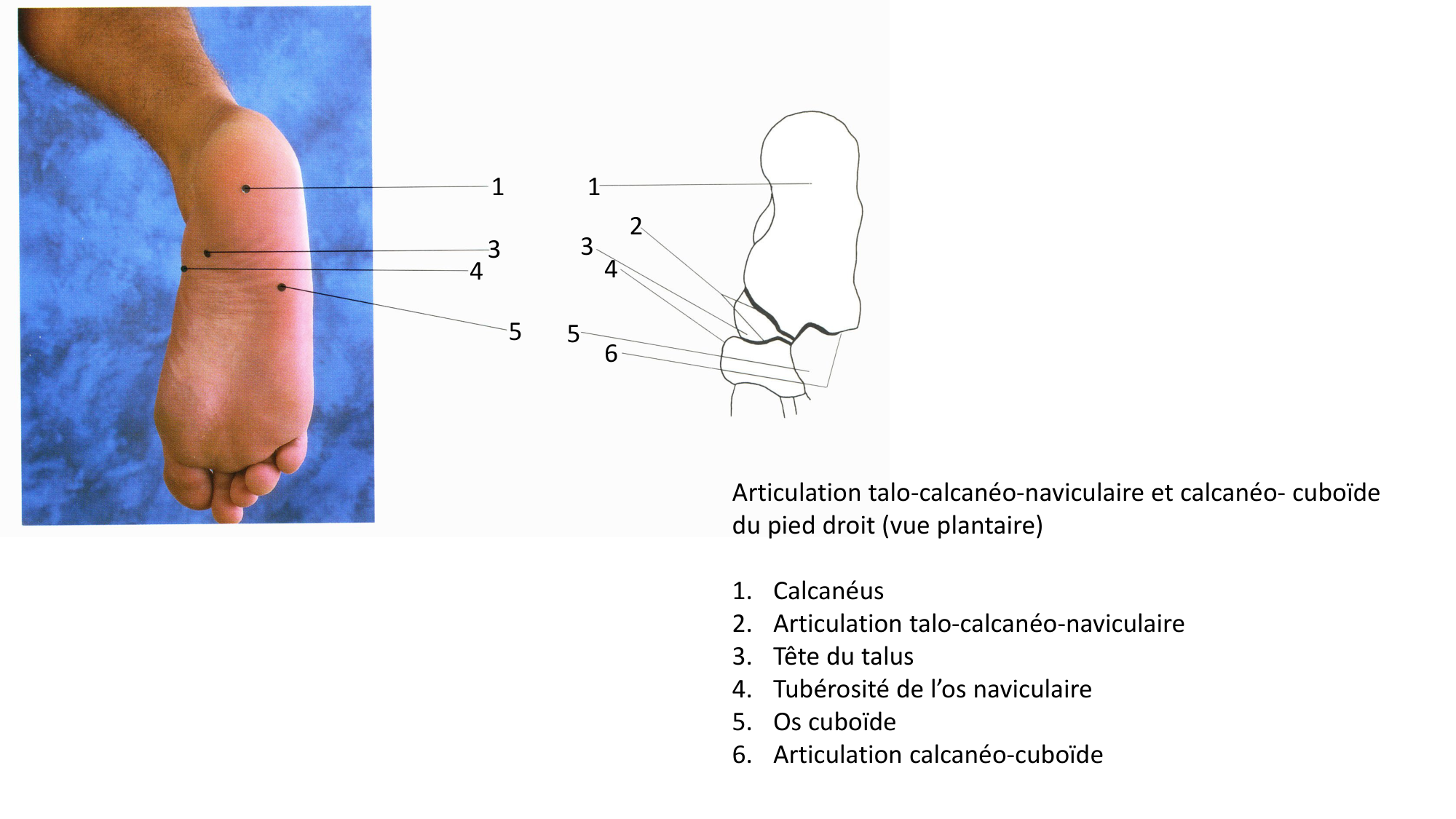 Anatomie palpatoire membre inf page 25