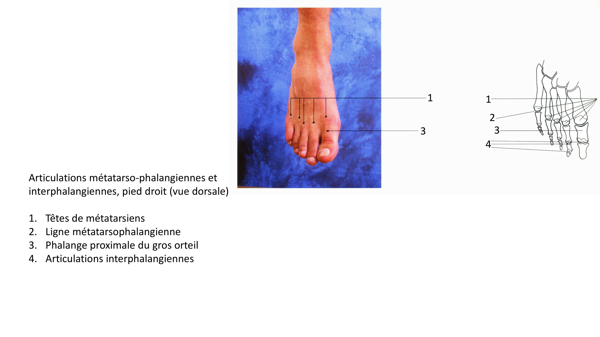 Anatomie palpatoire membre inf page 30