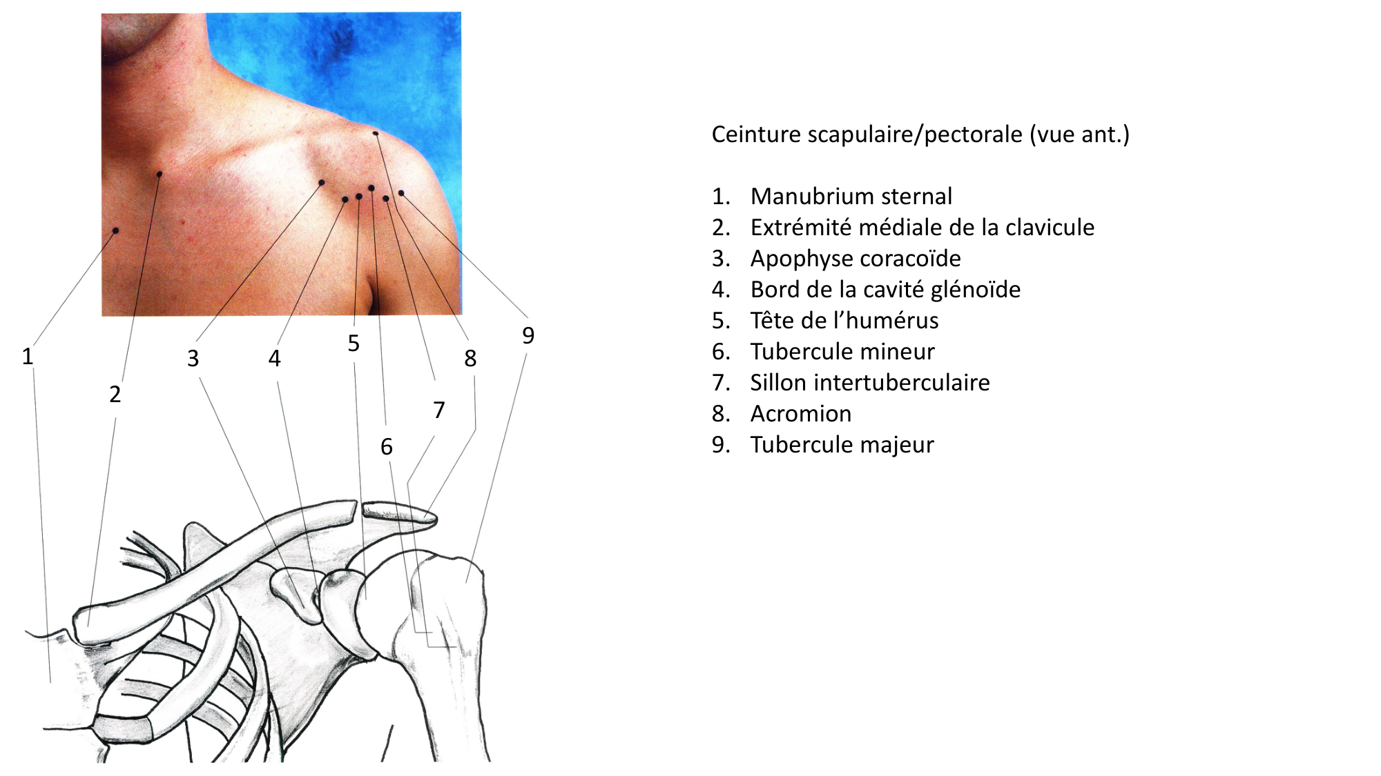 Anatomie palpatoire membre sup page 2
