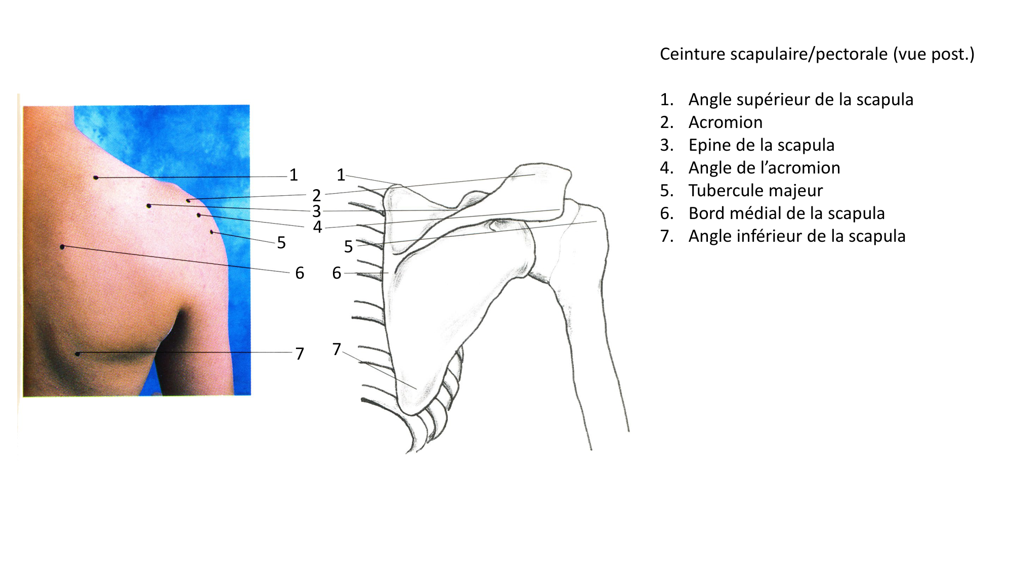 Anatomie palpatoire membre sup page 3