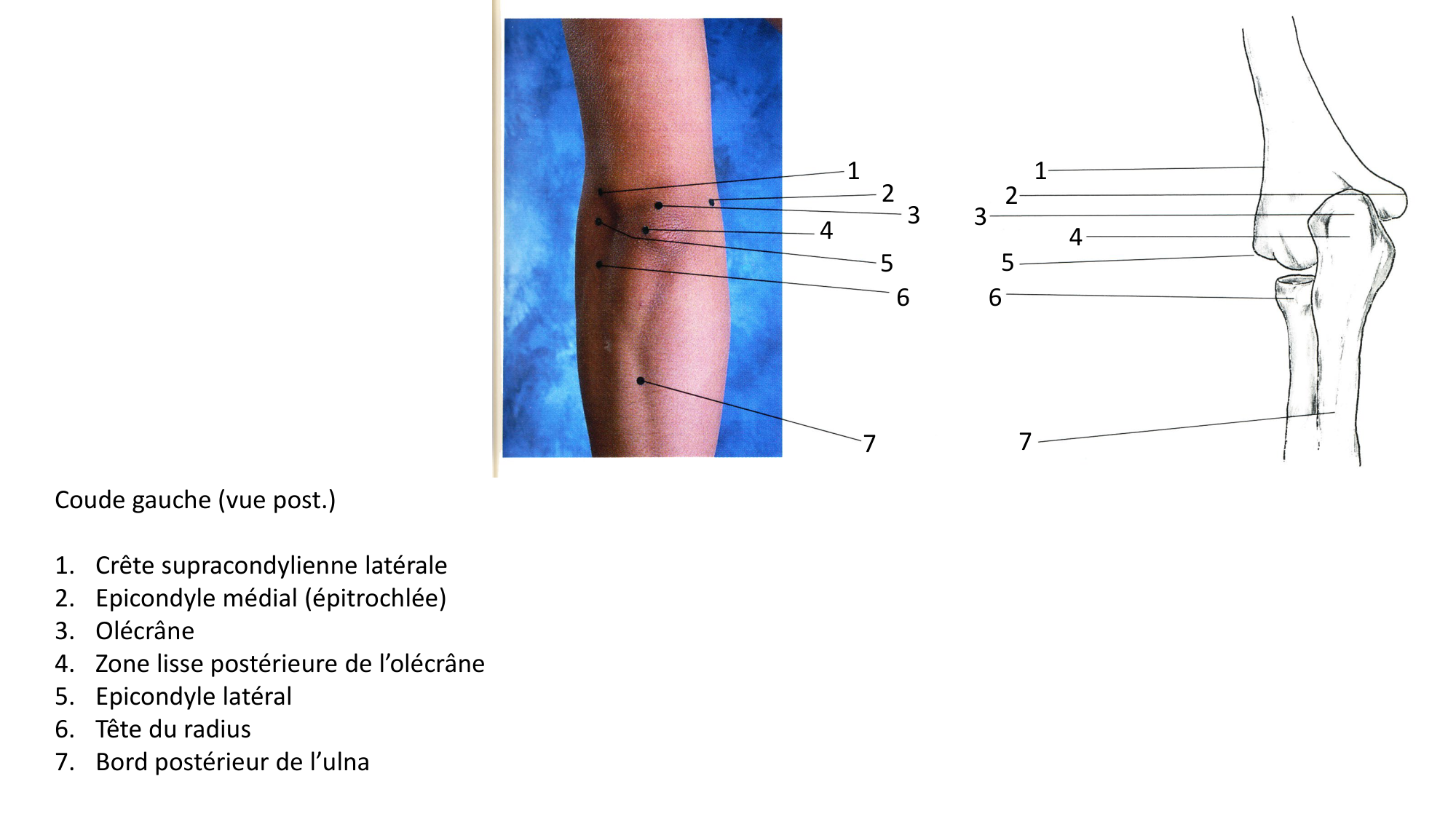 Anatomie palpatoire membre sup page 6