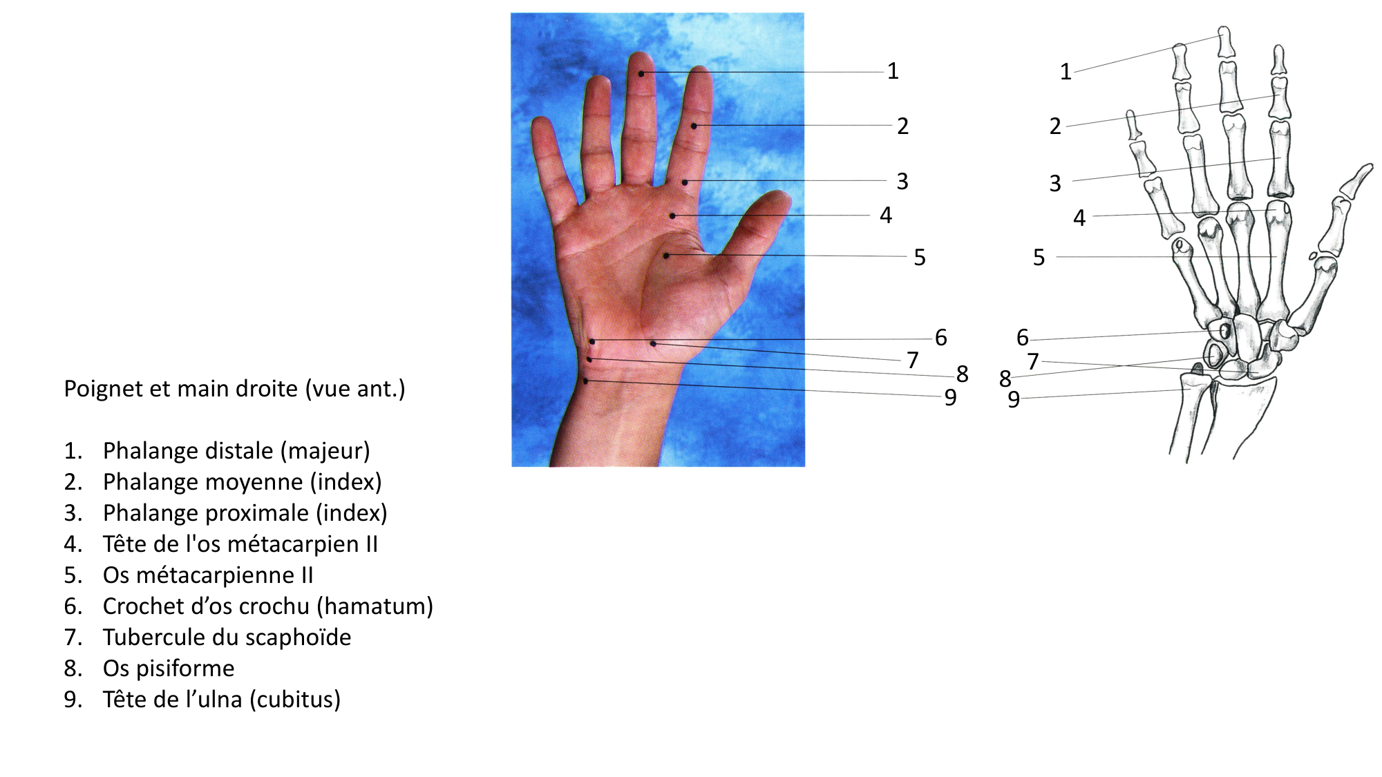 Anatomie palpatoire membre sup page 7