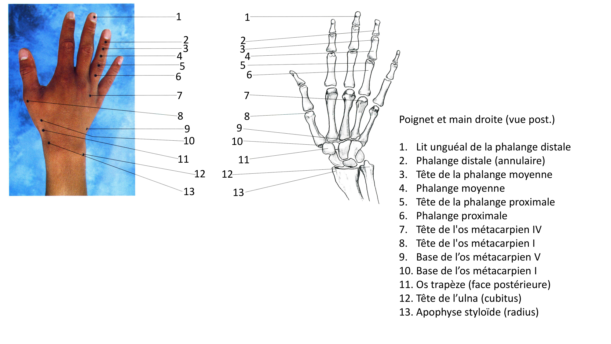Anatomie palpatoire membre sup page 8