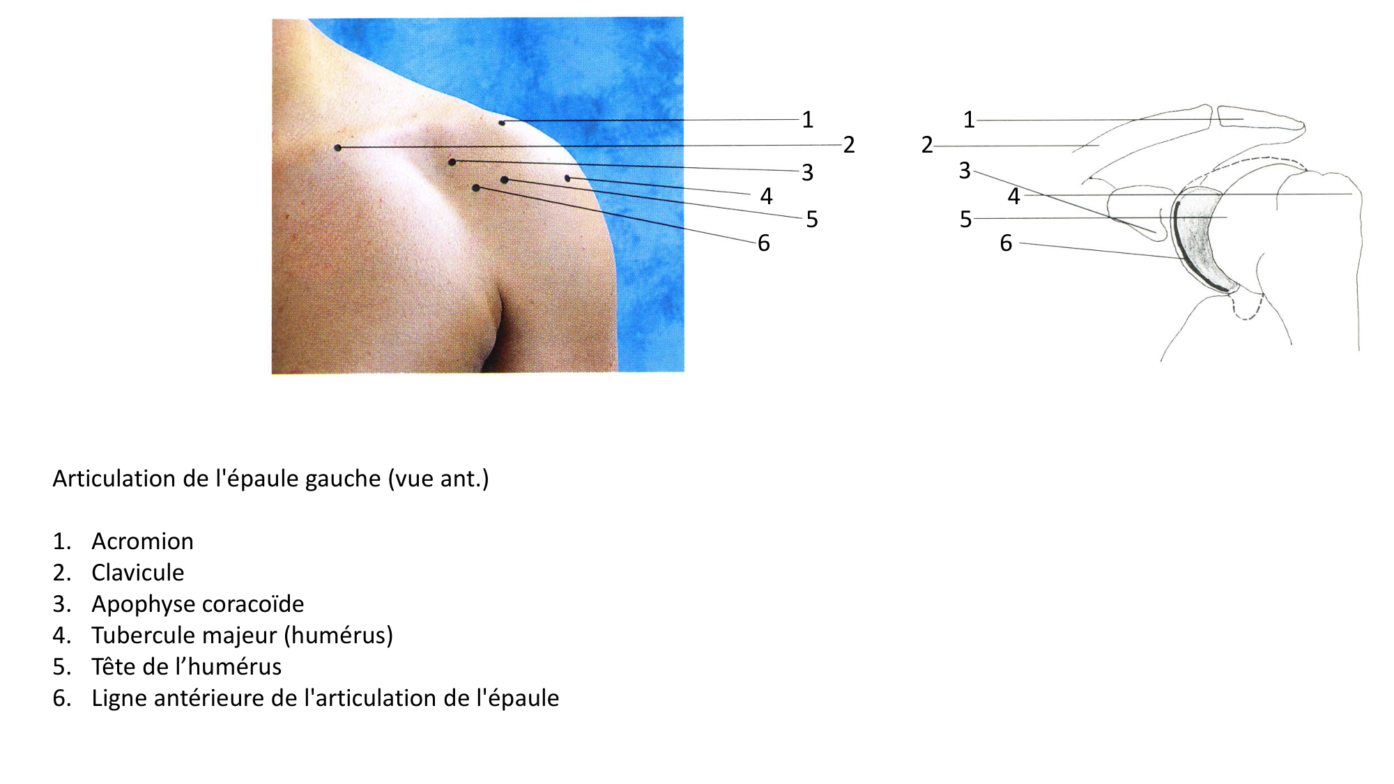 Anatomie palpatoire membre sup page 10