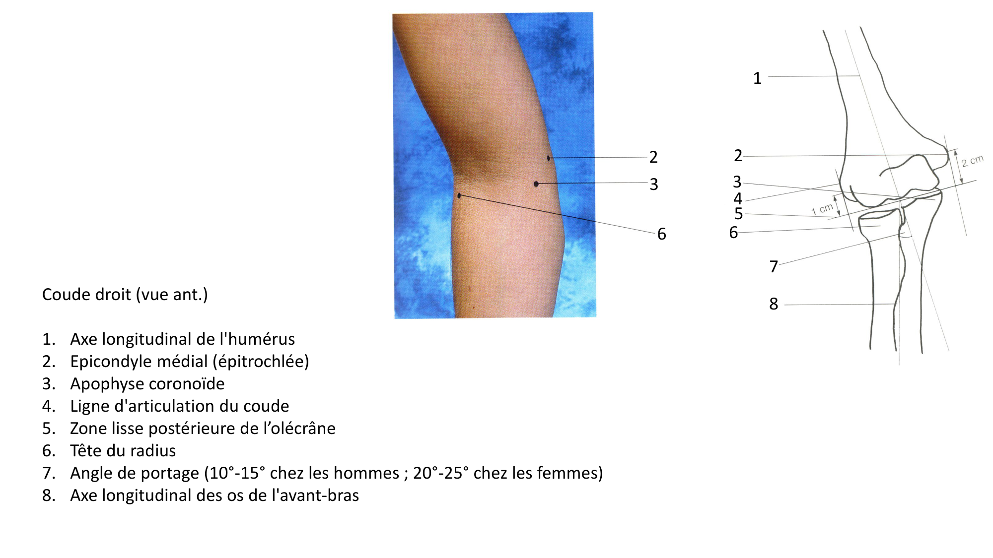 Anatomie palpatoire membre sup page 12