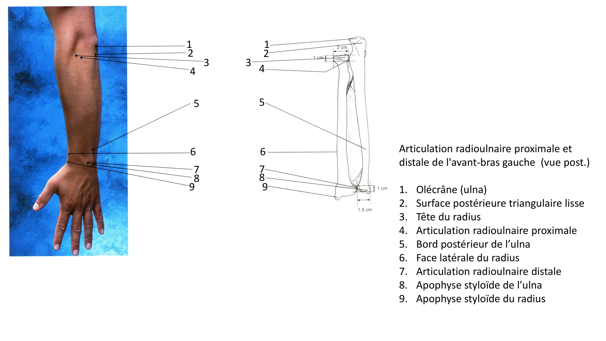 Anatomie palpatoire membre sup page 15