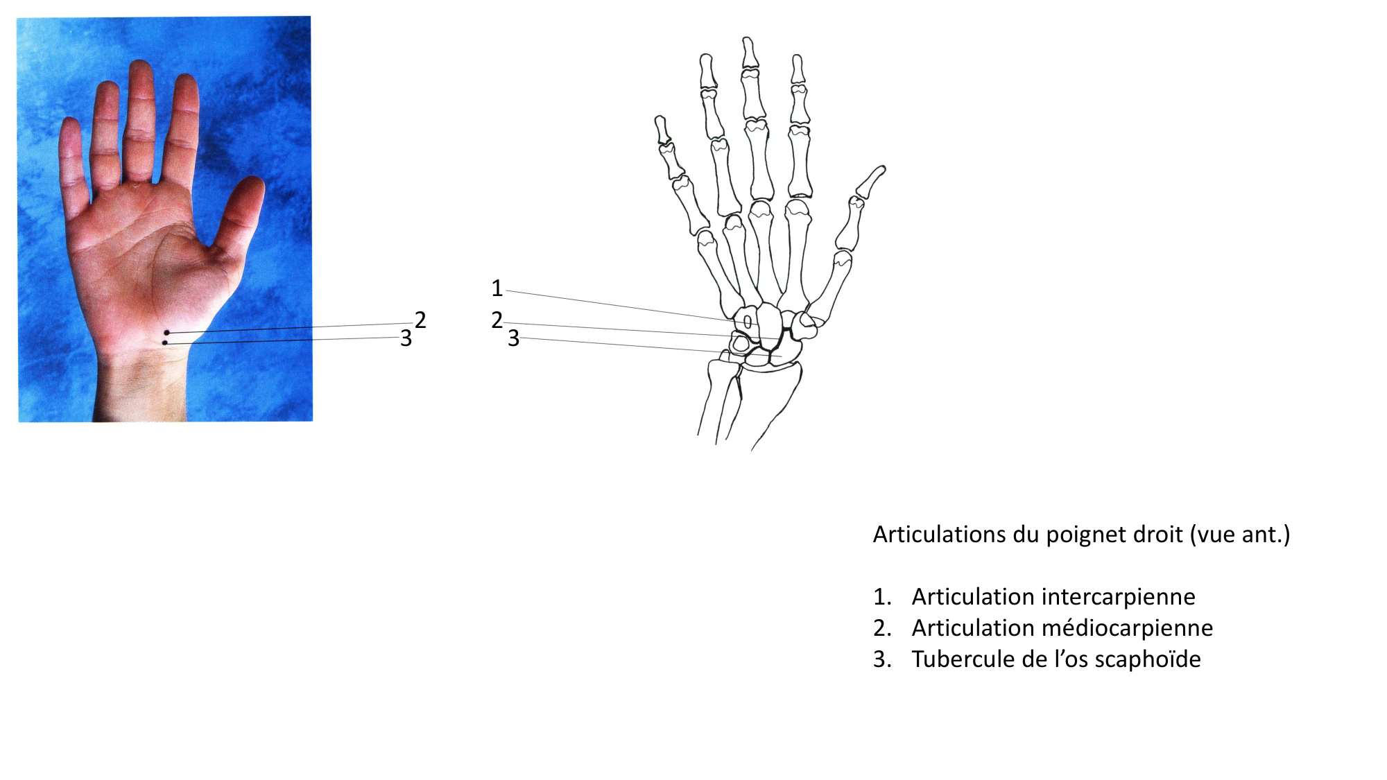 Anatomie palpatoire membre sup page 17