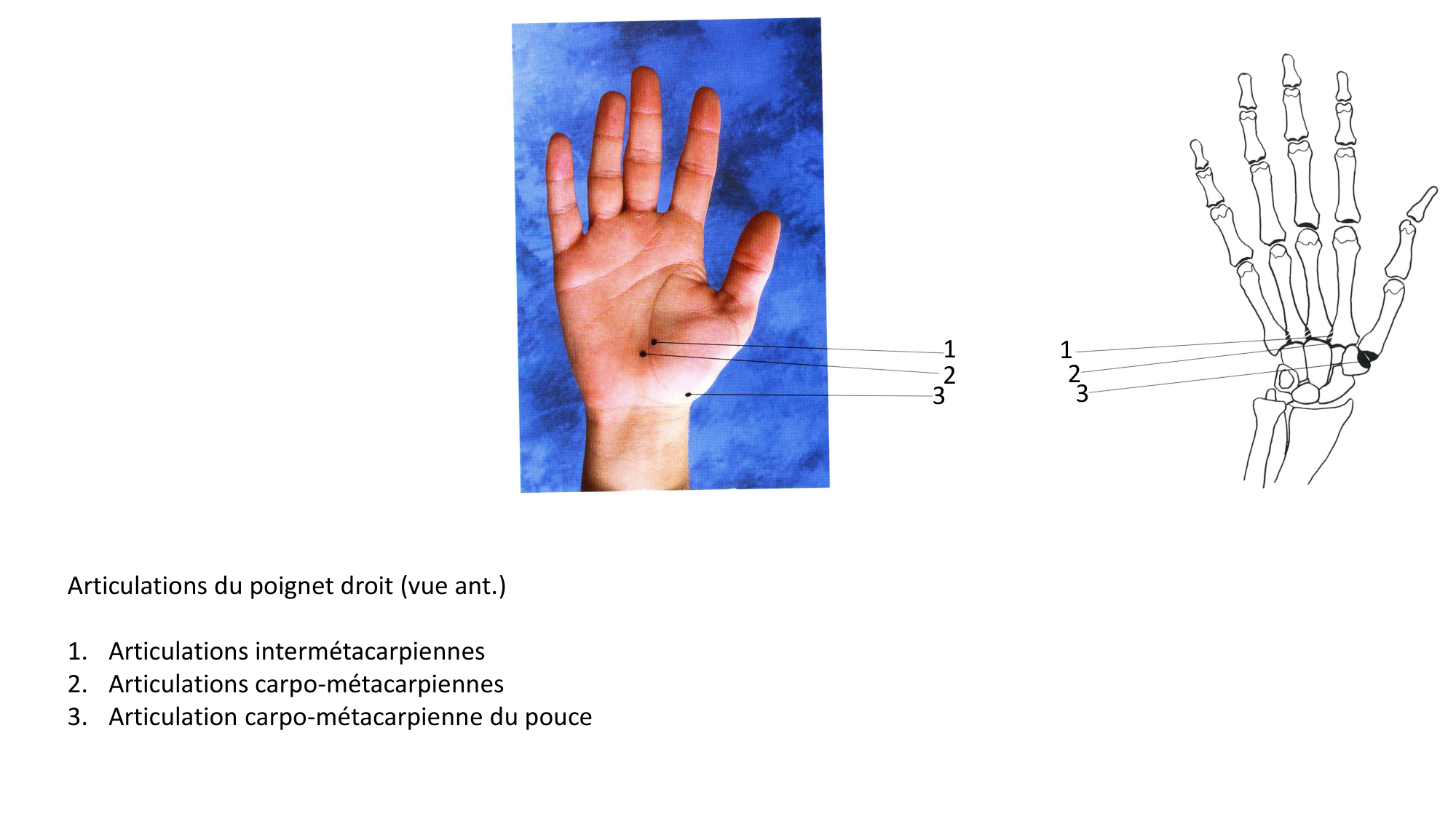 Anatomie palpatoire membre sup page 18