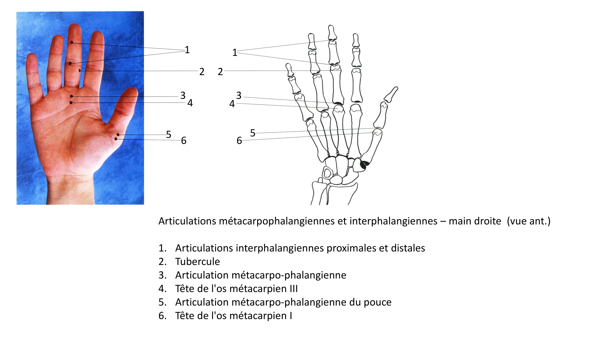 Anatomie palpatoire membre sup page 19