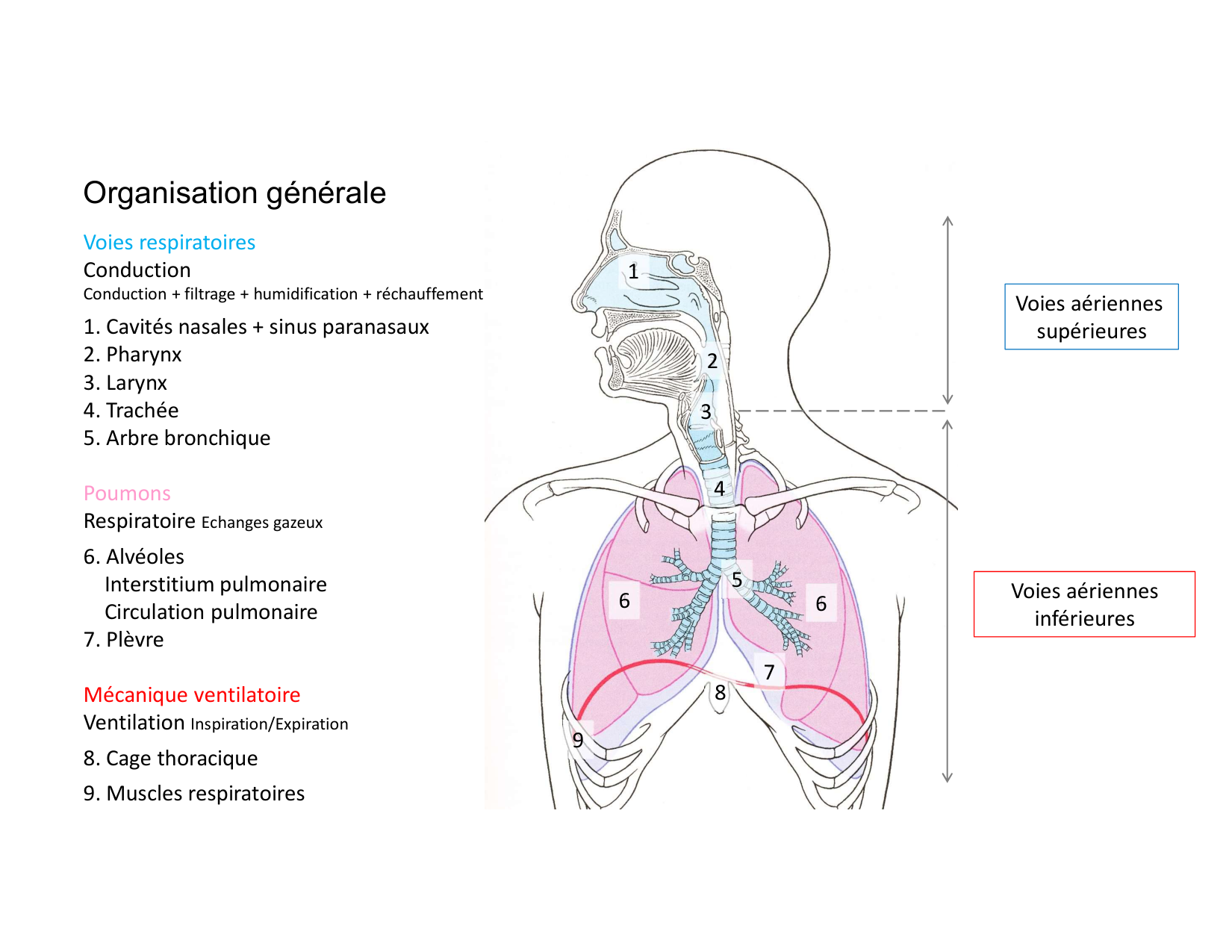 Anatomie pulmonaire 2025 2026 page 6