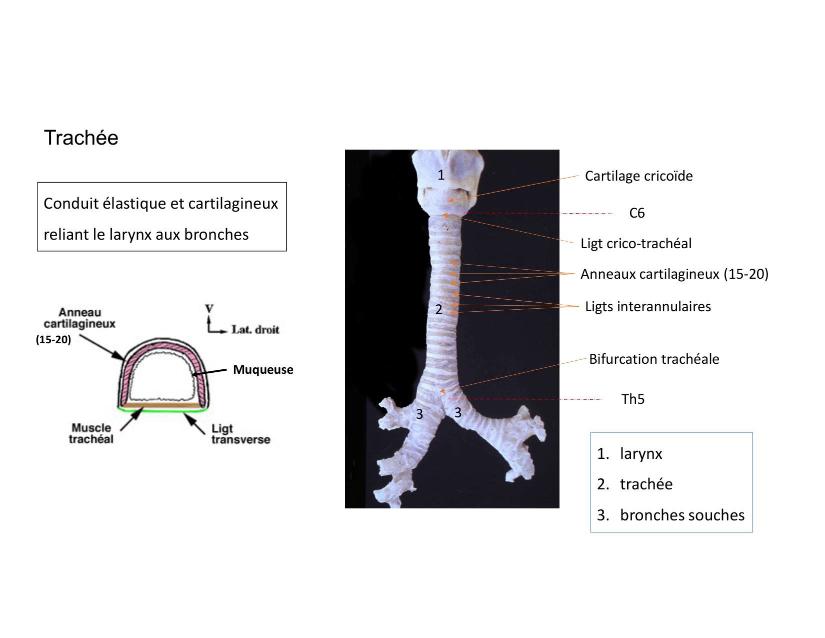 Anatomie pulmonaire 2025 2026 page 8